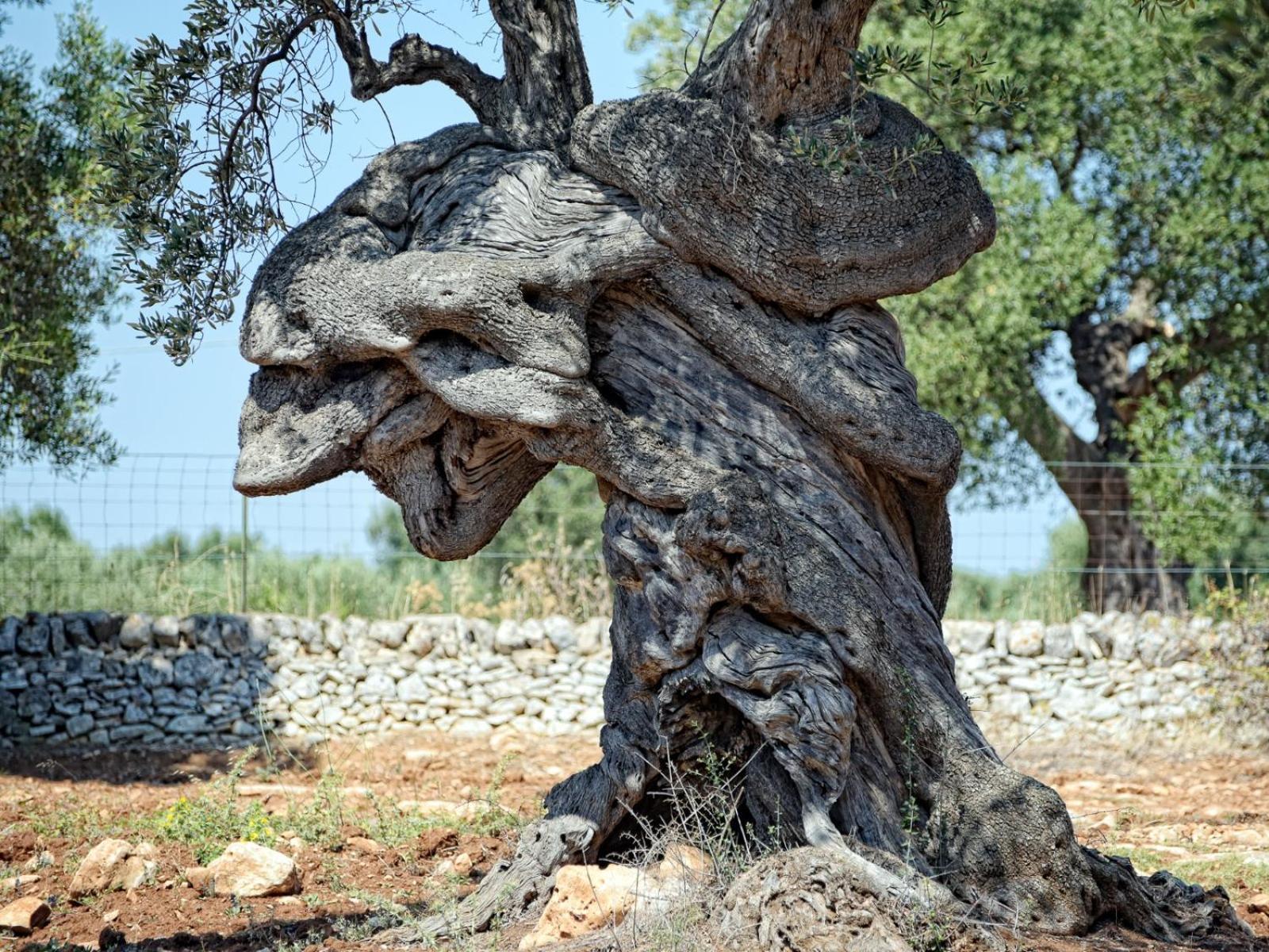 Dimora Rudiae Lecce Bed & Breakfast Dış mekan fotoğraf